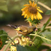 Oriental Greenfinch